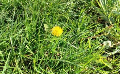 Neme snijega, ali ima cvijeća: Početak godine donio mirisne latice