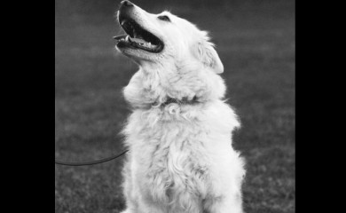 Pas uginuo zbog petardi, tresao se satima, srce mu stalo