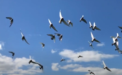 Uništavaju im životnu lagunu: Oko 200 vrsta ptica je u opasnosti!