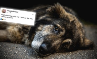 "Prodajem šarplaninca za 50 evra, može zamjena za bicikl“: Oglas zapalio društvene mreže