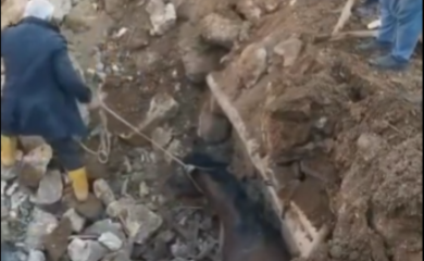 Čudo u Turskoj: Živ konj izvučen iz ruševina tri nedjelje poslije zemljotresa (VIDEO)