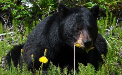 Pet crnih medvjeda spaseno sa ilegalne farme u Vijetnamu