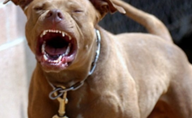 Novi napad psa u Banjaluci: Ženu ugrizao pitbul