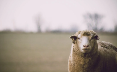 Stigle prijave: Ovce pobjegle iz klaonice i lutale gradom (VIDEO)