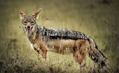 Najezda šakala uznemirila domaćine na selu u Srpskoj