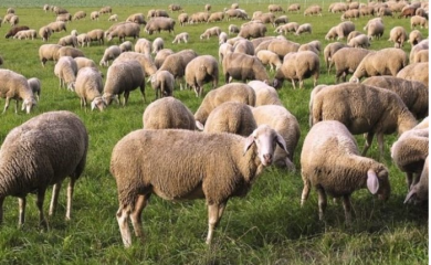 Meso iz inostranstva zatvara domaće farme