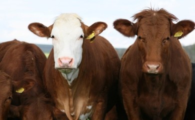 Zbog prevara stočara u Odžaku uhapšen Banjalučanin