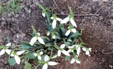 Procvjetale visibabe u januaru