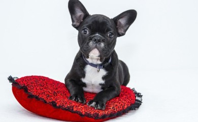 Top lista najglupljih rasa pasa