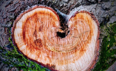 Optužnica zbog krađe šume preminulog vlasnika