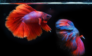 Akvarijumska ribica počinila prevaru s kreditnom karticom u prenosu uživo na Jutjubu