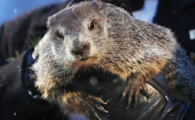 Čuveni mrmot Fil predviđa: Koliko će još trajati zima?