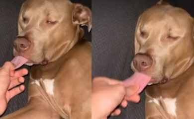 Vlasnik pokazao šta se dogodi kada psa povučemo za jezik (VIDEO)