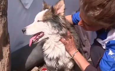 Video iz Turske koji će vas rastopiti: Haskija spasili nakon 23 dana (VIDEO)