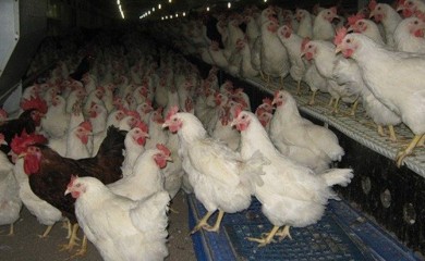 Lukić: Eutanazirano 62.000 peradi