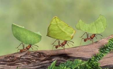 Dom su vam okupirali mravi? Nikada se ne bi setili, ali od ovog bebi sredstva bježe kao ludi
