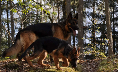 ZADAR: Dva ovčara istrčala iz dvorišta, napala osamdesetogodišnju ženu