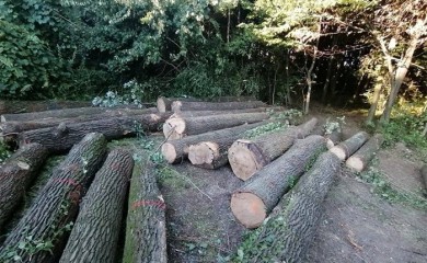 Tridesetšestogodišnji muškarac poginuo prilikom izvlačenja drva