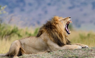 Lavovi pobjegli iz zoološkog vrta