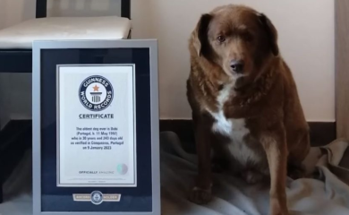 Najstariji pas svih vremena ušao u Ginisovu knjigu rekorda