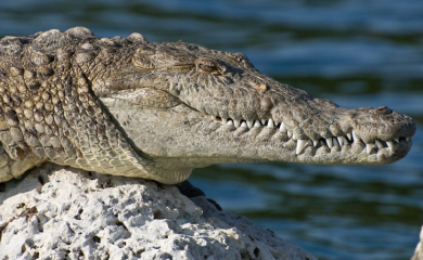 Tinejdžera ugrizao krokodil dok je bježao od poplava