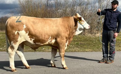 Bik prodat za nevjerovatnih 144.000 evra
