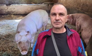 Ostao bez testisa zbog svinje: Odjednom je krenula na mene, morao sam da se pribijem uza zid