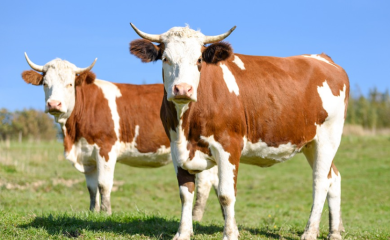 Uhapšen Banjalučanin, krao stoku
