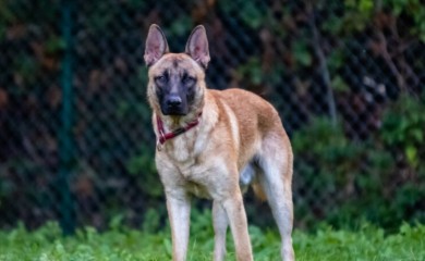 Detalji napada psa na djecu u Banjaluci: Nije imao korpu, otrgao se vlasniku