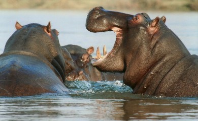 “Kokainske” životinje dobijaju novi dom: Konačno pronađeno rješenje za nilske konje Pabla Eskobara
