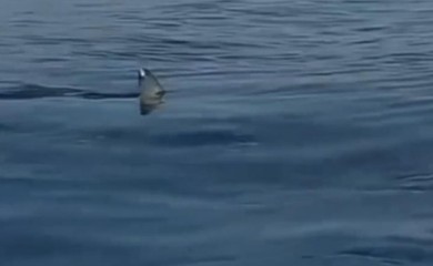 Ajkula viđena kod grčkog ostrva: Ljudi uspaničeno vrištali (VIDEO)