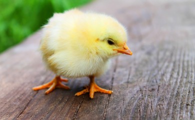 Holandija uništava preko 100 hiljada pilića zbog ptičijeg gripa