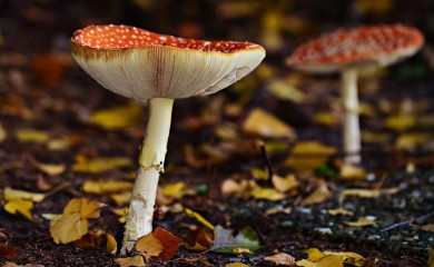 Sakupljači gljiva imali dobru sezonu