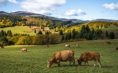 Litar mlijeka koštaće kao litar goriva