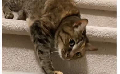 Mačka neobičnim načinom spuštanja niz stepenice nasmijala mnoge