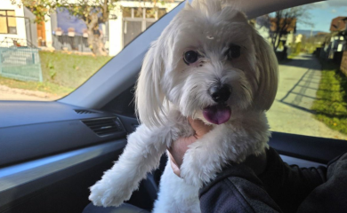 Pas iz Banjaluke pronađen u Prijedoru: Pronalazač odbio nagradu, vlasnik počastio djecu