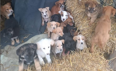 Utočištu za pse hitno potrebna pomoć: "Zima još nije stigla, a ostali smo bez slame"