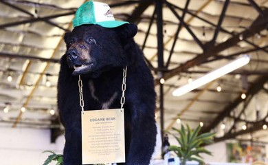 Pablo EskoBear: Medvjed koji je pojeo 40 vrećica kokaina i tako razotkrio krijumčare