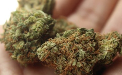 Zaplijenjeno više od 85 kilograma marihuane, jedna osoba uhapšena