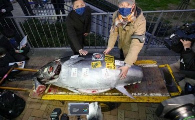 Tuna na aukciji u Japanu prodata za 257.000 evra