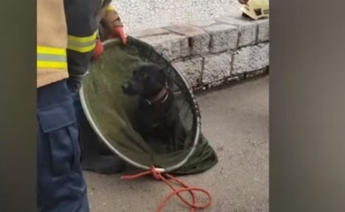 Vatrogasci spasli preplašenog psića (VIDEO)