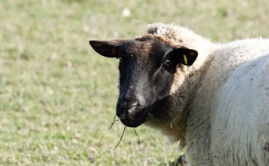 Pametniju ovcu niste vidjeli: Našla način da stado izvuče iz tora (VIDEO)