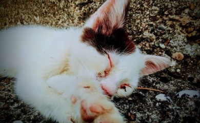 Treba li mačke kupati