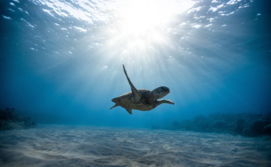 Postignut istorijski sporazum o zaštiti okeana