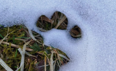 Medvjedica sa mladima sišla u Sarajevo: "Ne bacajte hranu" (FOTO)