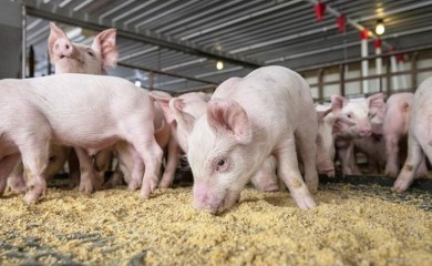 Praznični prasići postaju luksuz, cijena došla na 10 KM