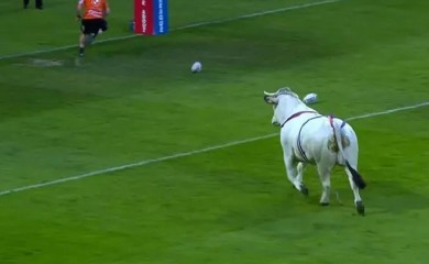 Bik napao igrače tokom meča u Francuskoj (VIDEO)