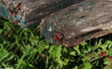 Ogrev sve skuplji, otežana nabavka uglja i peleta