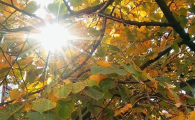 Temperatura danas do 26 stepeni