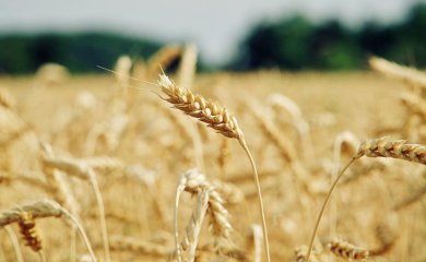 UKRAJINA: Žetva sljedeće godine manja za 50 odsto